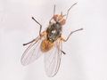Pegomya winthemi